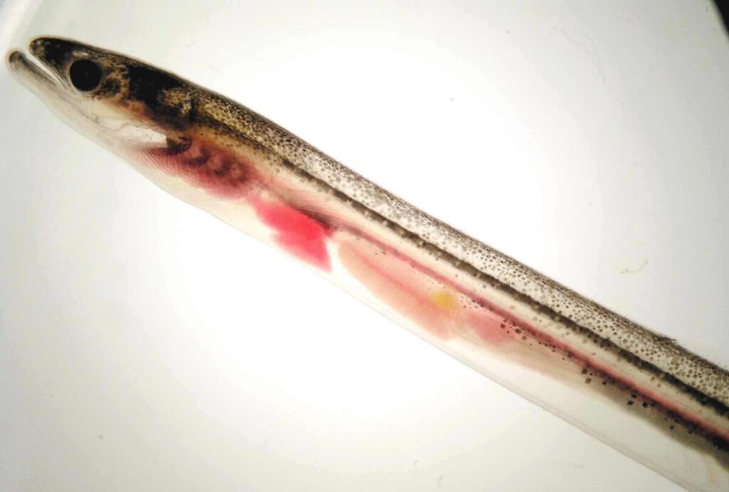 La anguila europea está en peligro crítico de extinción
