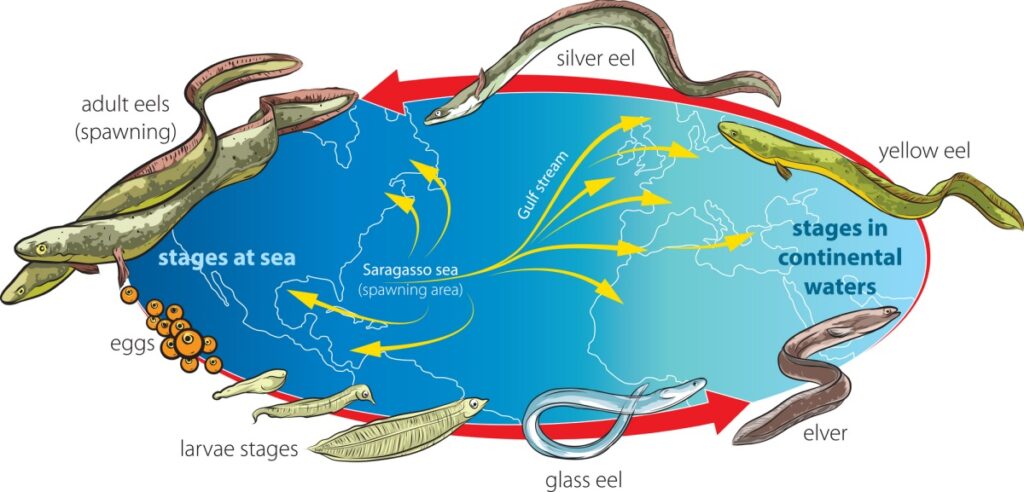 La anguila europea está en peligro crítico de extinción