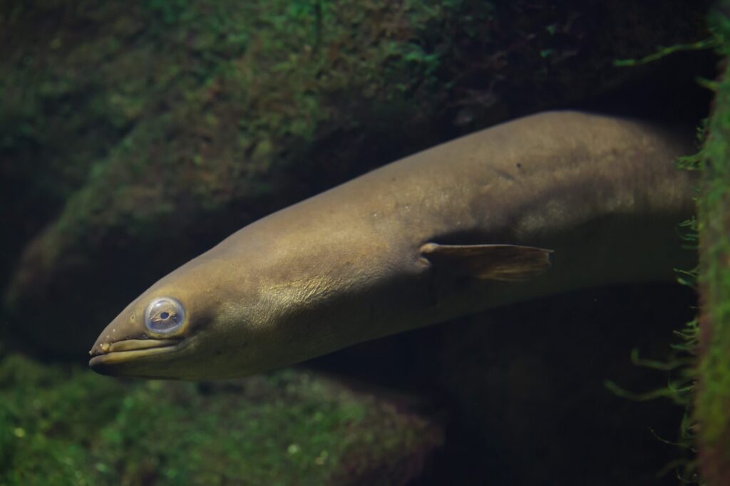 La anguila europea está en peligro crítico de extinción