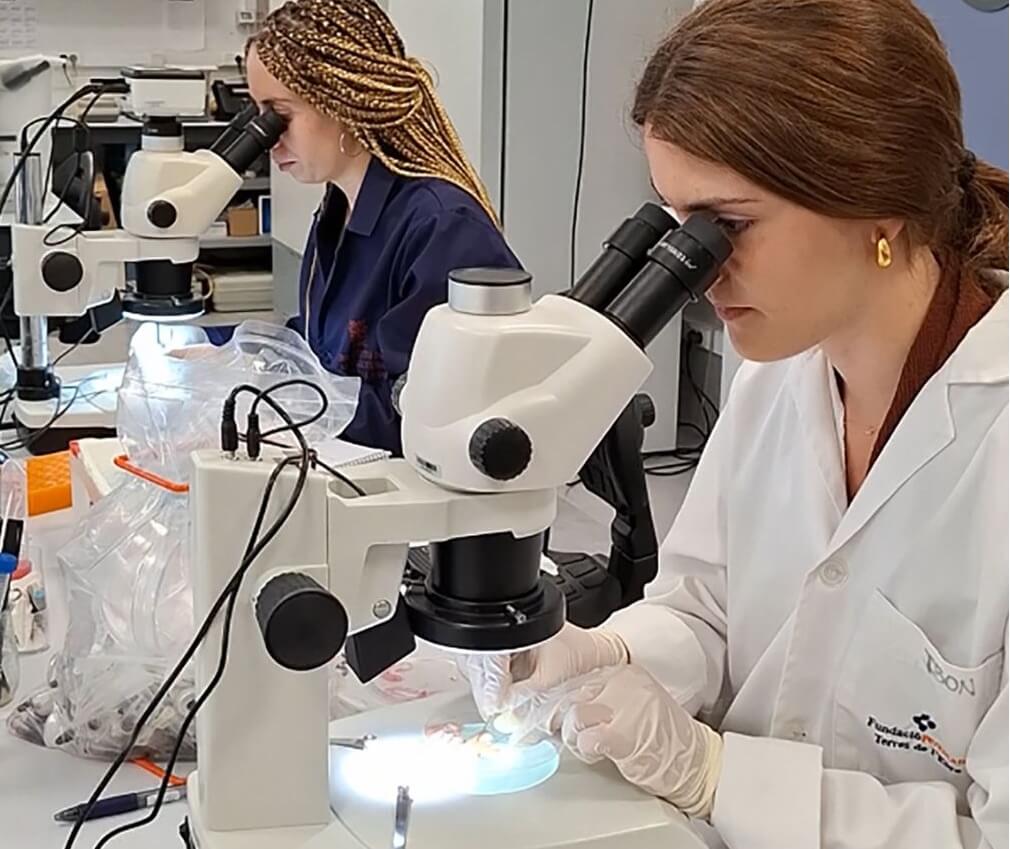 Un estudio liderado por el Instituto de Acuicultura Torre de la Sal (IATS), del Consejo Superior de Investigaciones Científicas (CSIC) ha identificado varios compuestos con gran actividad antiparasitaria frente a Sparicotyle chrysophrii, un gusano que infecta las branquias de la dorada y provoca importantes pérdidas económicas en la acuicultura mediterránea.